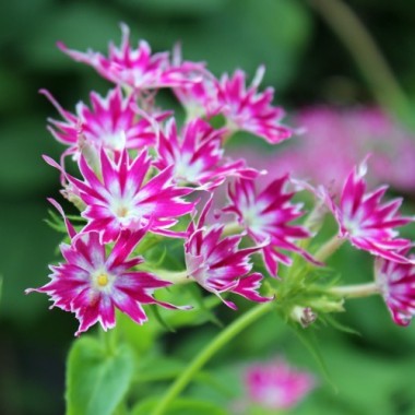 Phlox Twinkles - 150+ Seeds (WINTER)