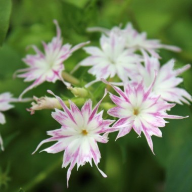 Phlox Twinkles - 150+ Seeds (WINTER)