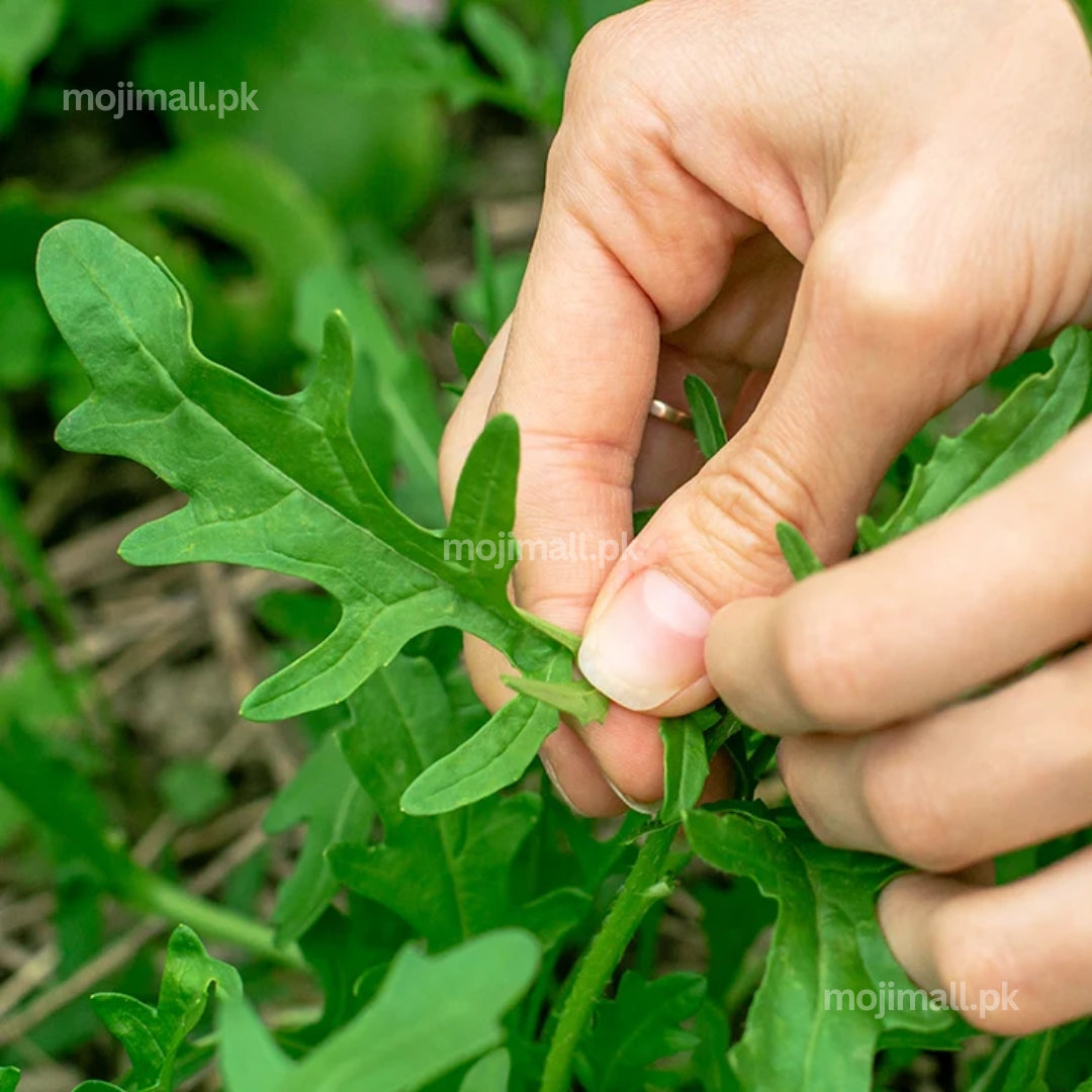 Arugula (rocket lettuce) producing tender peppery green leaves in a home vegetable garden in Pakistan by Moji Mall.