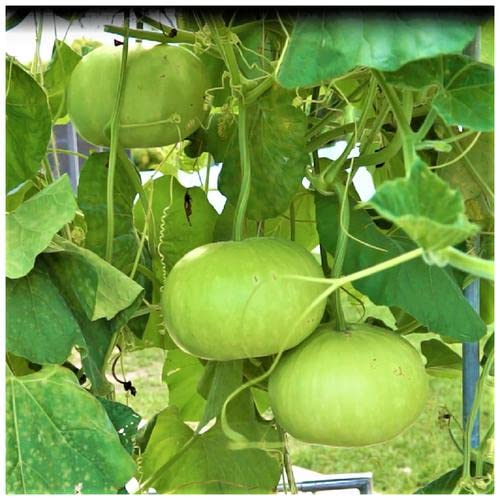 Round Gourd - F1 Hybrid Seeds