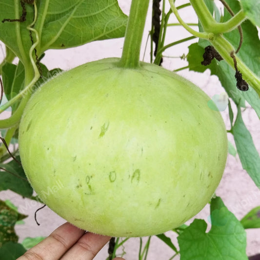 Round Gourd – F1 Hybrid Seeds