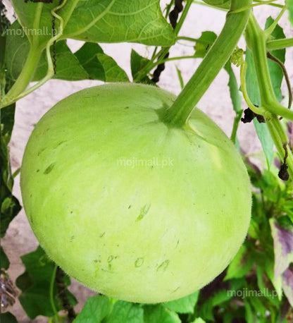 Round Gourd – F1 Hybrid Seeds