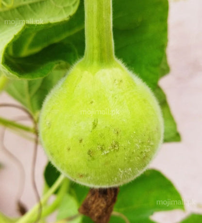 Round Gourd – F1 Hybrid Seeds