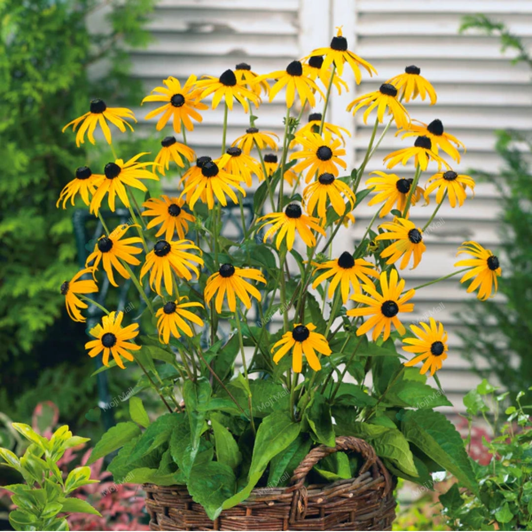 Rudbeckia – 100+ Seeds