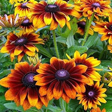 Rudbeckia - Seeds