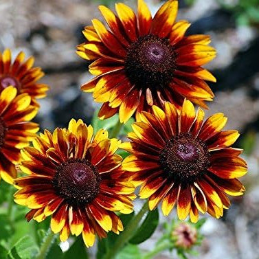 Rudbeckia - Seeds