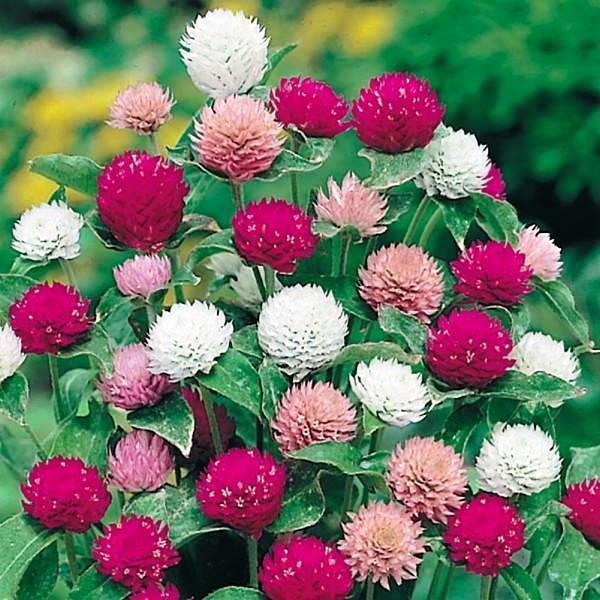 Gomphrena Globe - Amaranth Mixed - Seeds