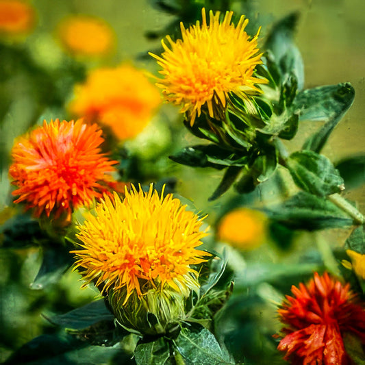 Close-up of yellow and orange safflower flower heads among green leaves