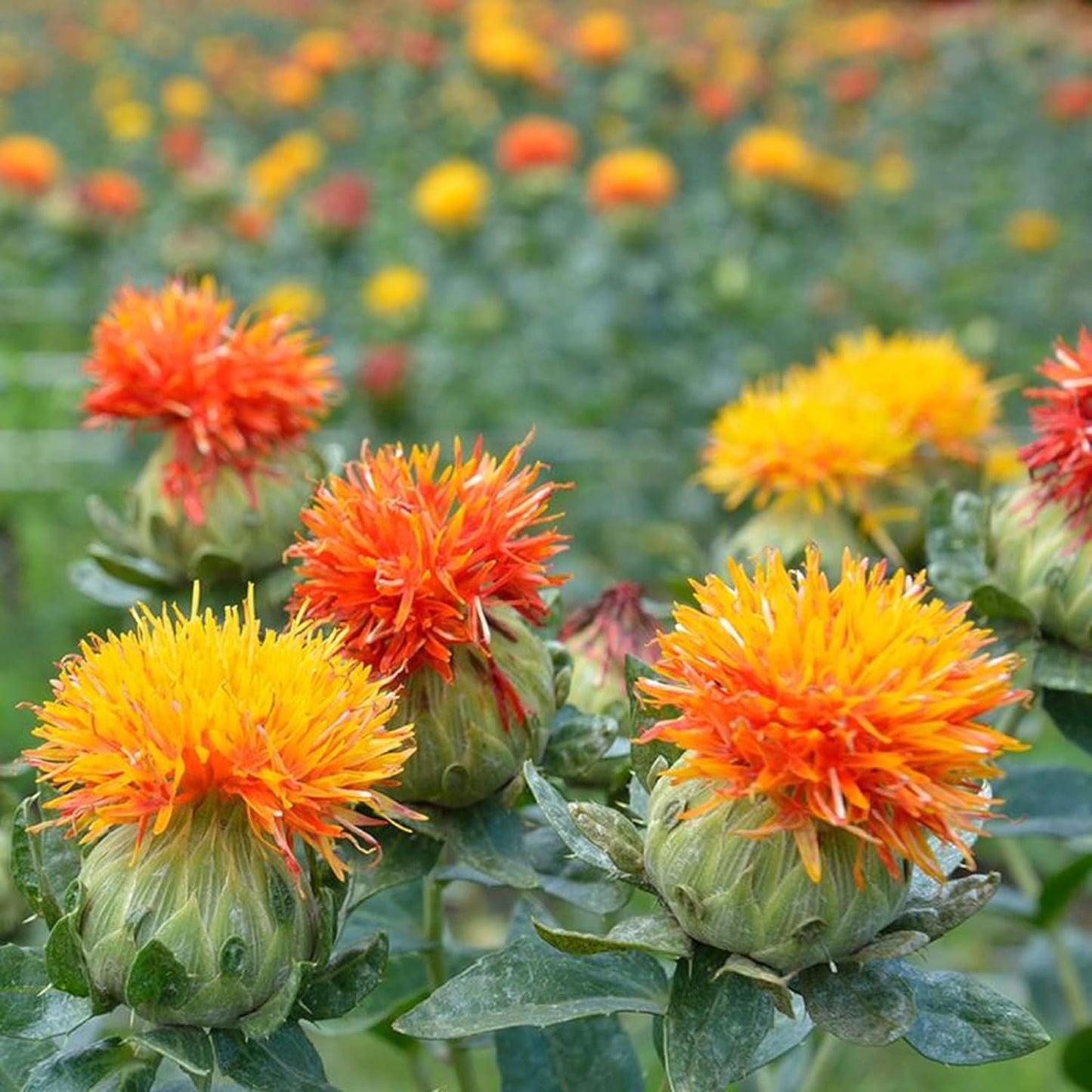 Safflower (گل کرتم) – 50+ Seeds