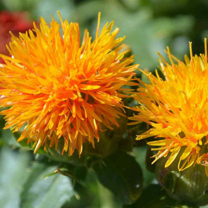 Safflower (گل کرتم) – 50+ Seeds