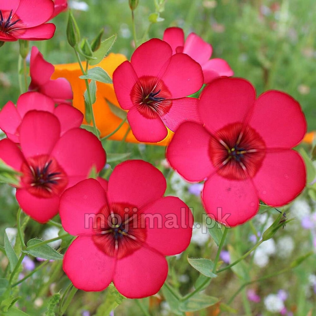 Red Flax – Seeds