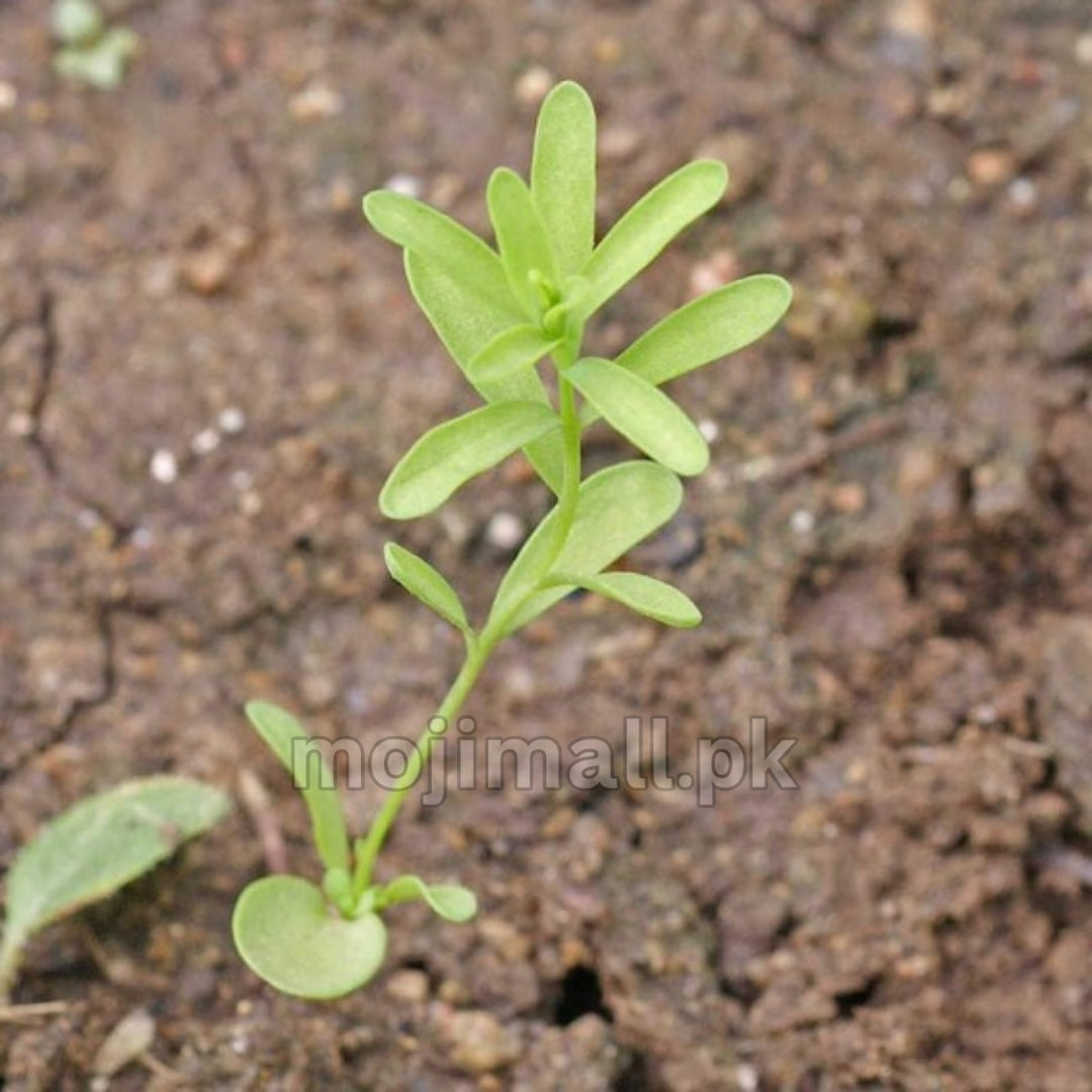 Red Flax – Seeds