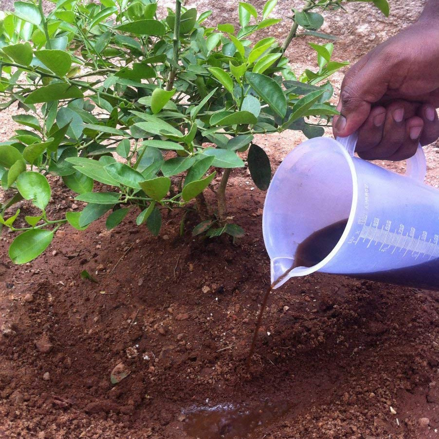 seaweed liquid fertilizer moji mall pakistan