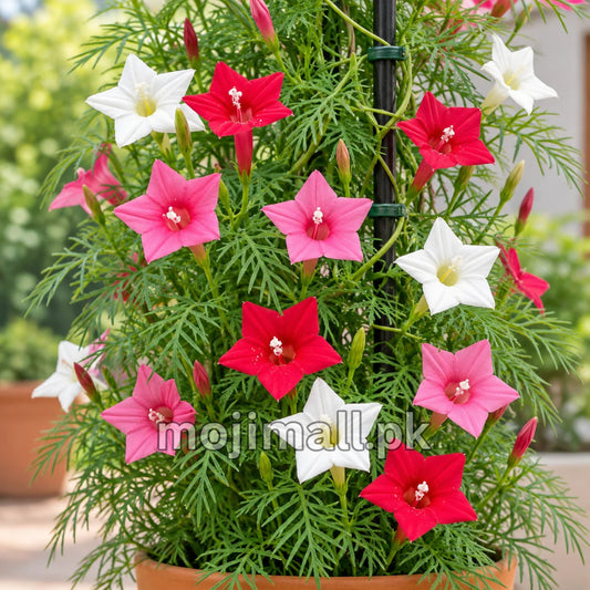 Red, pink and white Cypress Vine flowers around a support in a pot, pictured for Moji Mall’s seed range in Pakistan