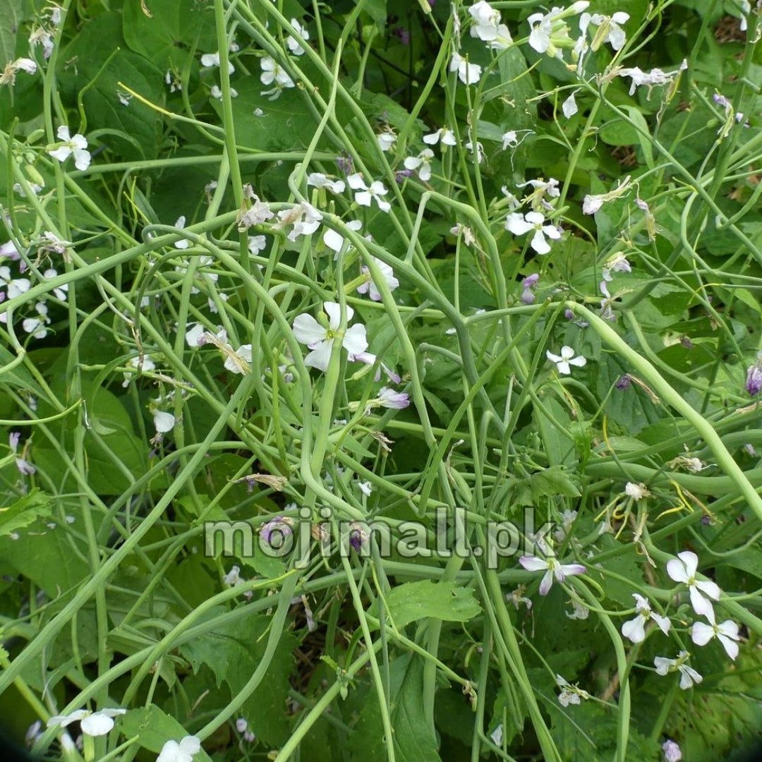 Singra (سونگرے کے بیج) – 70+ Seeds