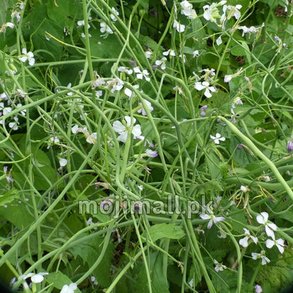 Singra (سونگرے کے بیج) – 70+ Seeds