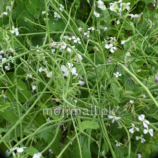 Singra (سونگرے کے بیج) – 70+ Seeds