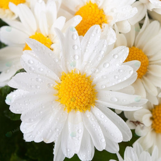 Close-up image of white Shasta daisies with yellow centers, covered in water droplets.