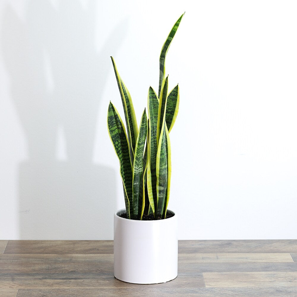 Snake Plant - No Pot - 12-inches Tall