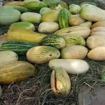 Phut (پھٹ کے بیج) - 50+ Seeds