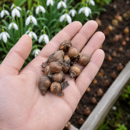 Pack of 5 Snowdrop (imported) – Flower Bulbs
