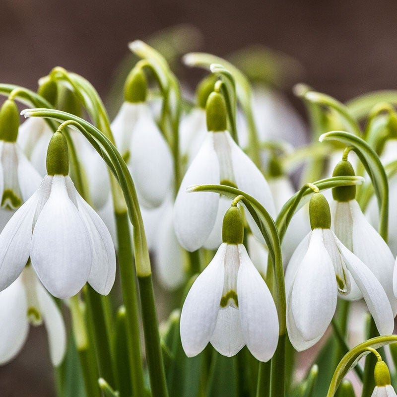 Pack of 5 Snowdrop (imported) – Flower Bulbs