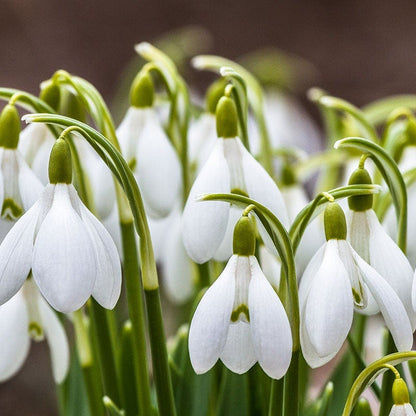 Pack of 5 Snowdrop (imported) – Flower Bulbs