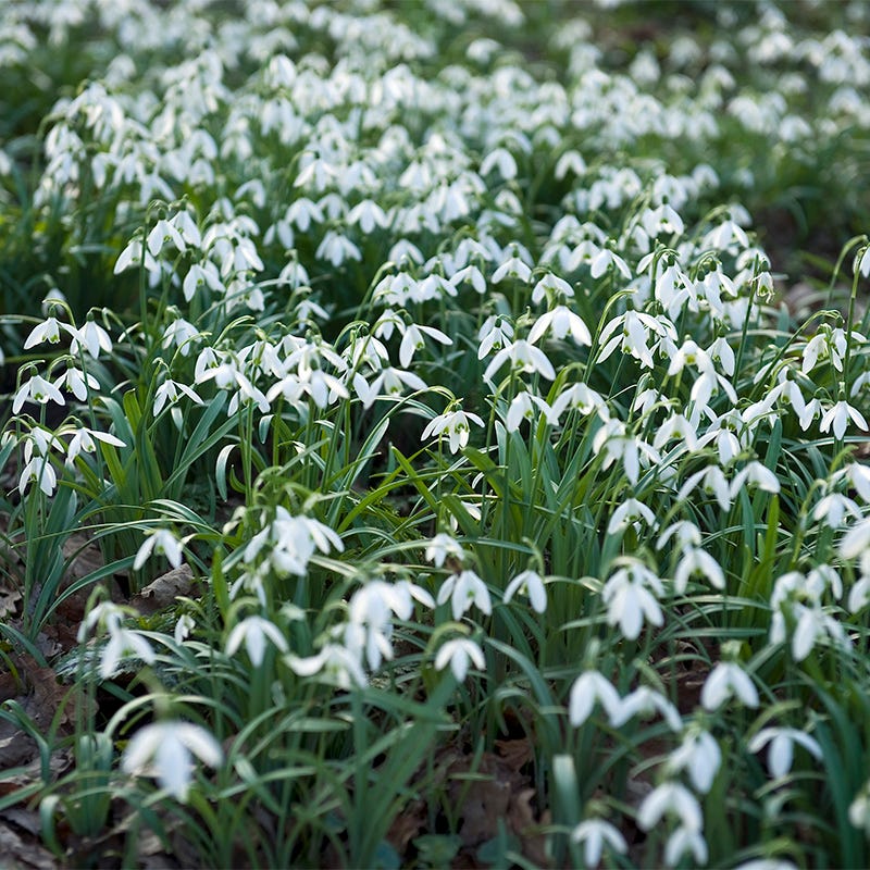 Pack of 5 Snowdrop (imported) – Flower Bulbs