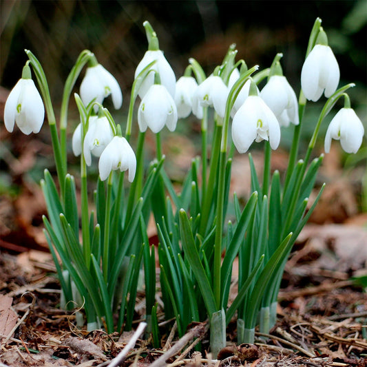 Pack of 5 Snowdrop (imported) – Flower Bulbs