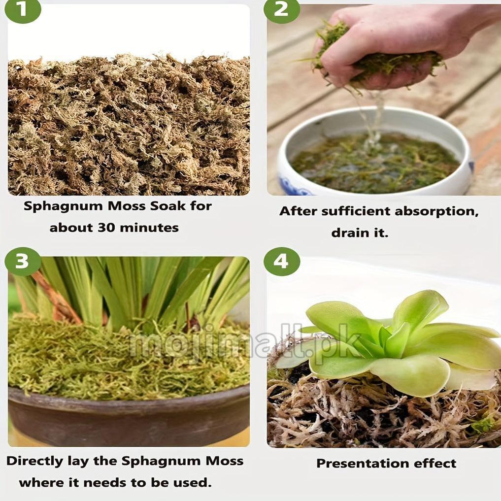 Long fiber sphagnum moss for orchids, anthuriums, and indoor plants available in Pakistan by Moji Mall.
