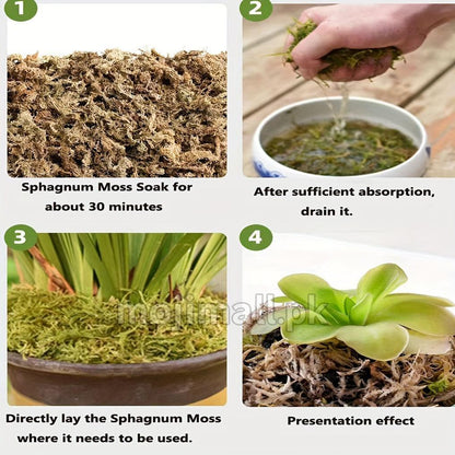 Long fiber sphagnum moss for orchids, anthuriums, and indoor plants available in Pakistan by Moji Mall.