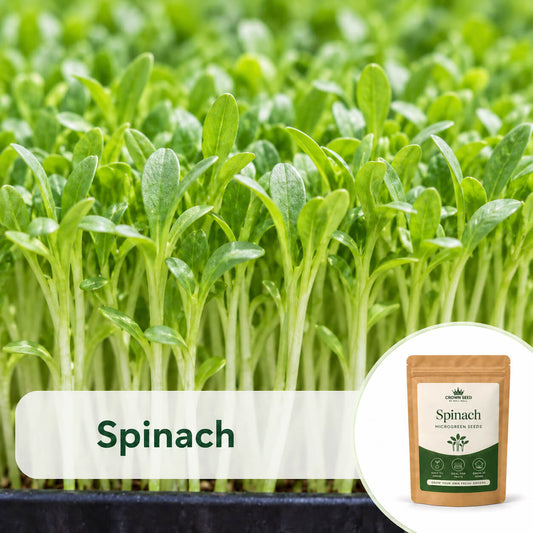 Spinach: Microgreens Seeds