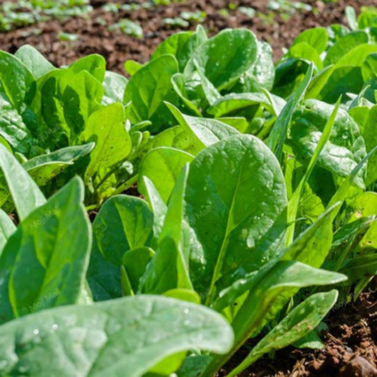 Close-up of green leafy plants growing in a garden