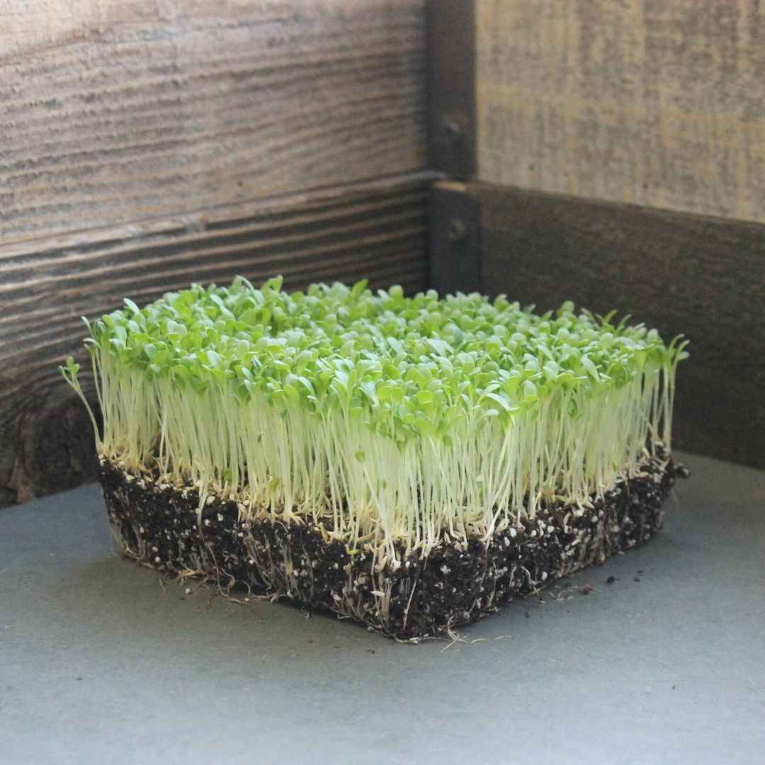 Spinach: Microgreens Seeds