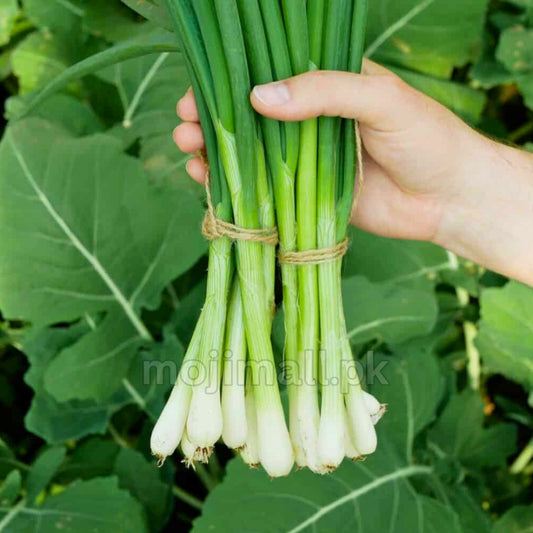 Bunching Onion (Hari Pyaz) – 200+ Seeds