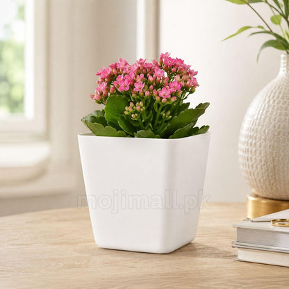 Plastic Pots Square 3 inch – White