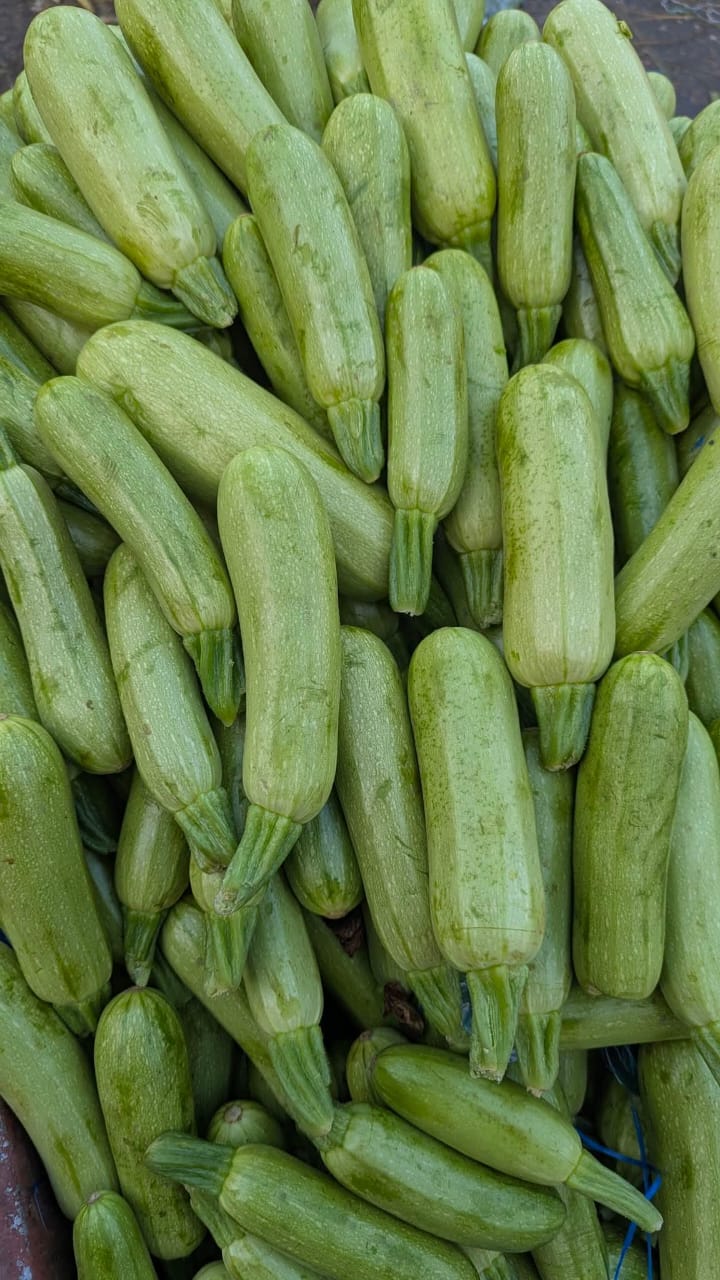 Squash Long – F1 Hybrid (Approx. 6–10 Seeds)