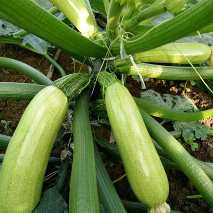 Squash Long – F1 Hybrid (Approx. 6–10 Seeds)