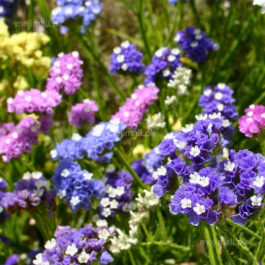 Statice (Limonium) Mix – Seeds (WINTER)