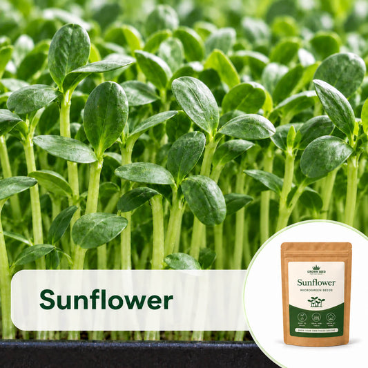Sunflower: Microgreens Seeds
