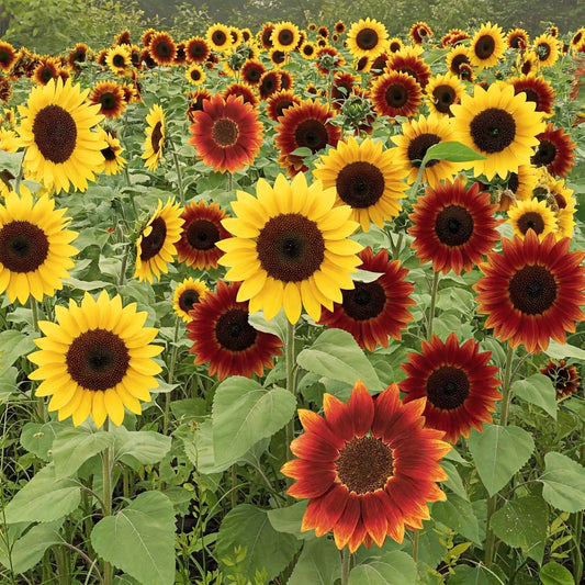 Sunflower (Mix) – Seeds (SUMMER)