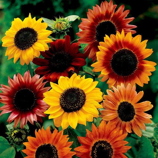 Sunflower - Mixed - Seeds