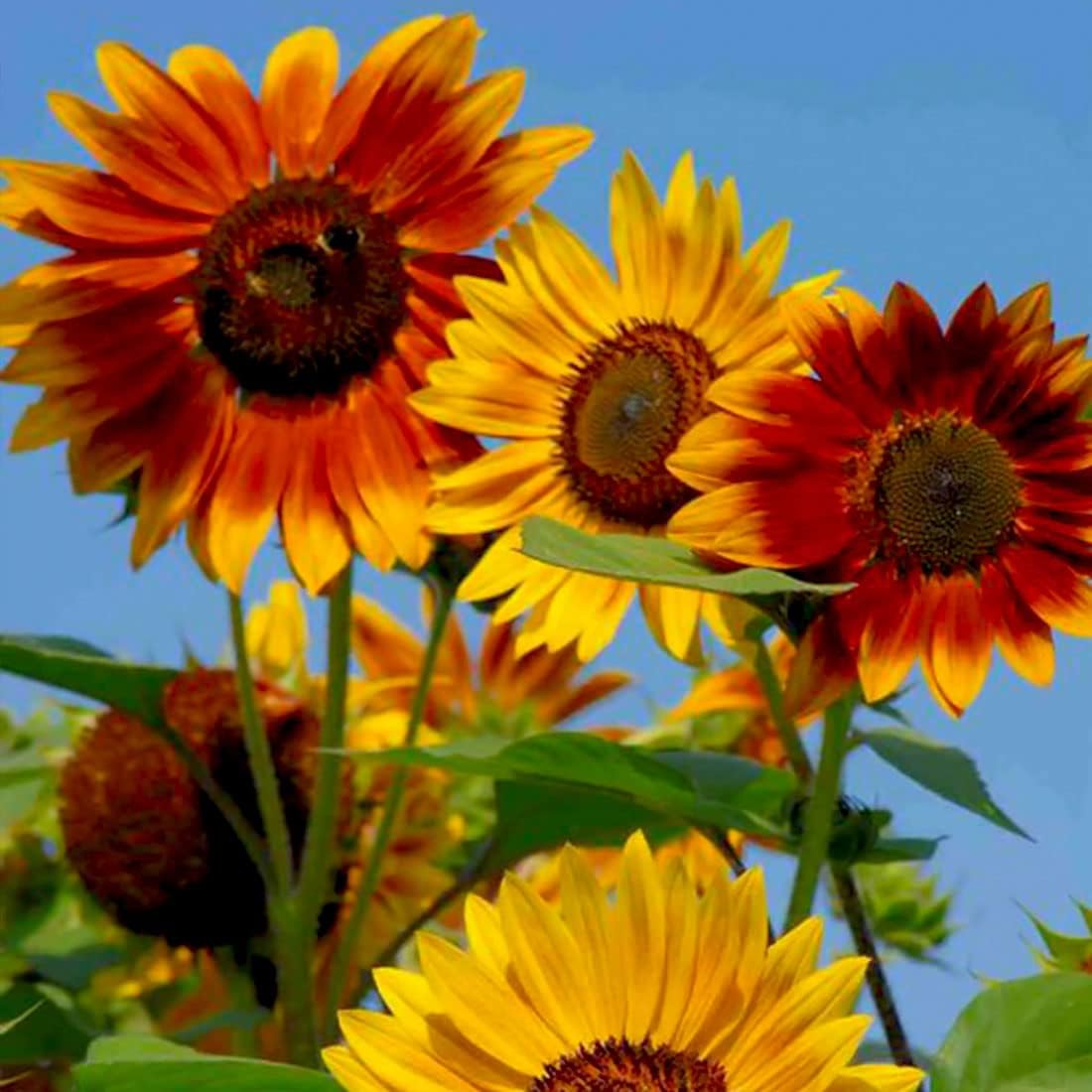 Sunflower - Mixed - Seeds