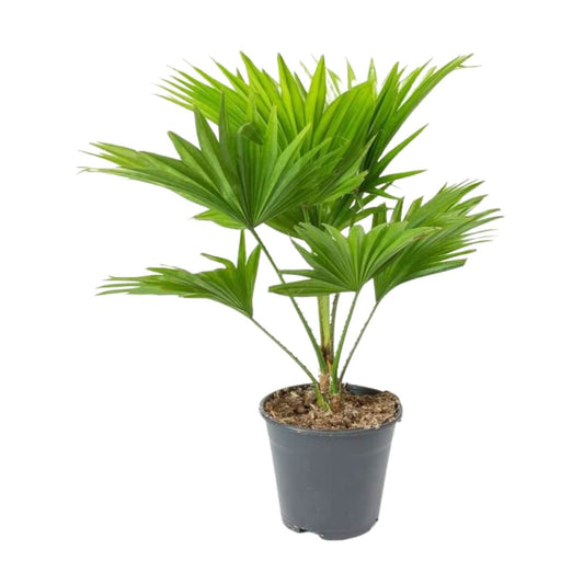 Table/Umbrella Palm Seeds