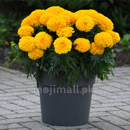 Tagetes (Gold) – F1 Hybrid 20 Seeds