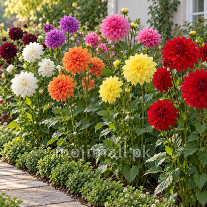 Moji Mall’s tall double dahlia seed image for Pakistan shows colourful layered blooms lining a stone path in a garden border