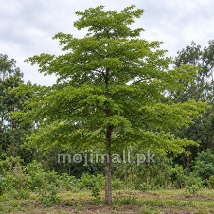 A Terminalia mantaly tree with a straight trunk and layered green branches illustrates Moji Mall’s tree seed listing offered in Pakistan