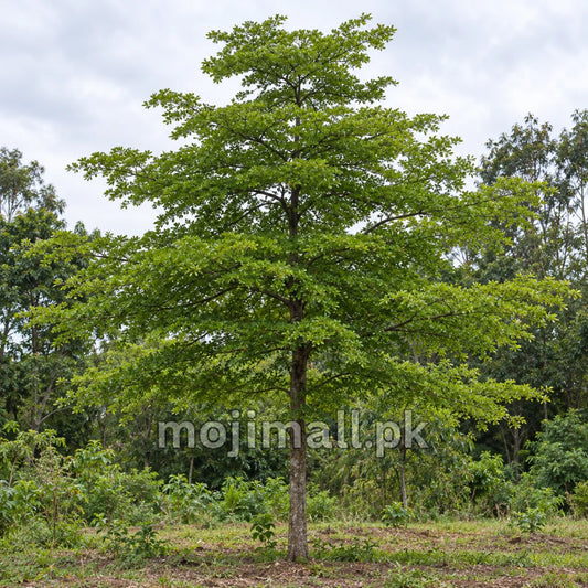 Terminalia – 10+ Tree Seeds