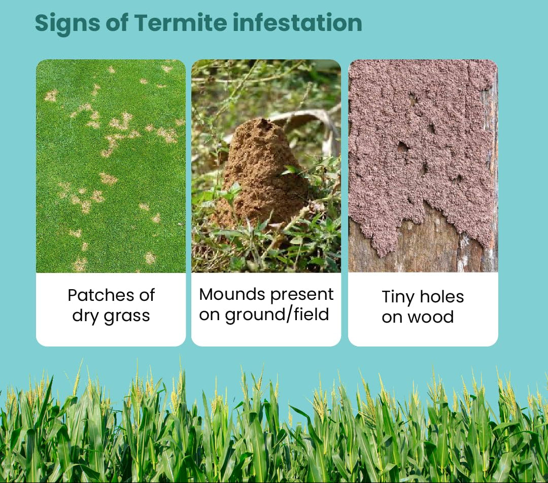 Duraflex 250ML – Termite Killer for Plants