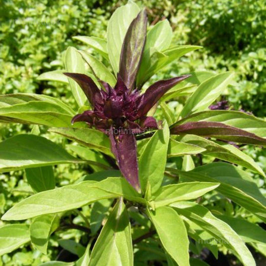 Thai Basil – 150+ Seeds-Moji Mall
